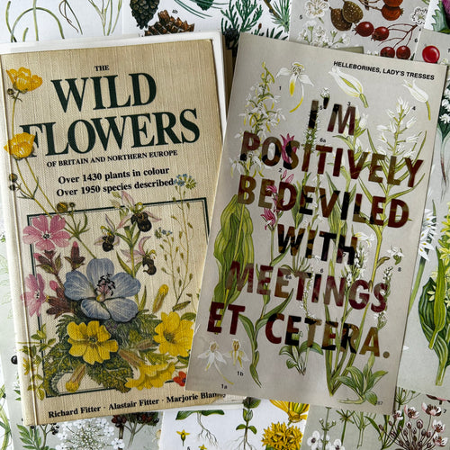 Positively Bedeviled (helleborines/lady’s tresses)
