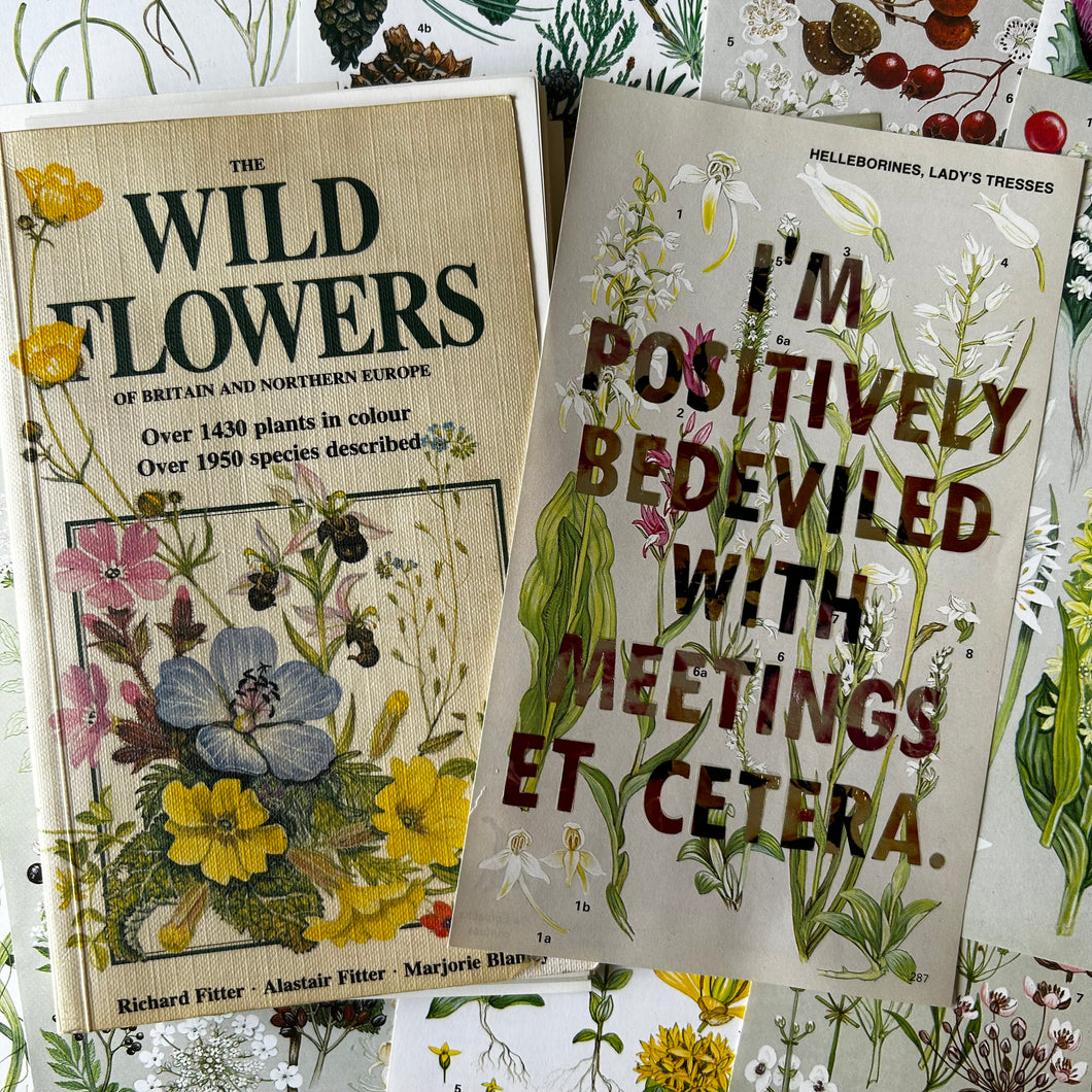 Positively Bedeviled (helleborines/lady’s tresses)