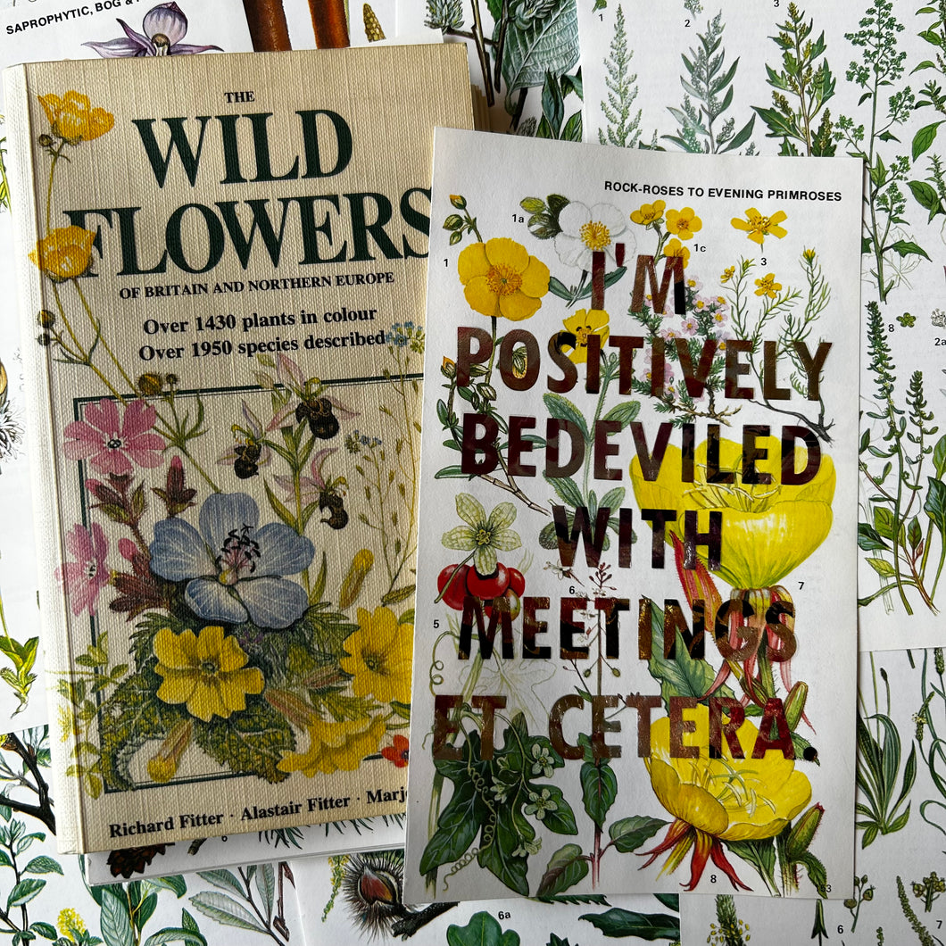 Positively Bedeviled (rock-roses)