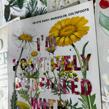 Load image into Gallery viewer, Positively Bedeviled (ox-eye daisy)