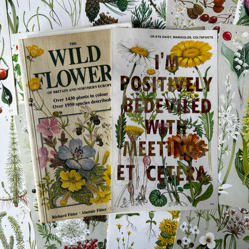 Positively Bedeviled (ox-eye daisy)