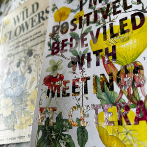 Positively Bedeviled (rock-roses)