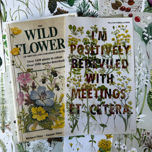 Positively Bedeviled (yellow umbellifers)