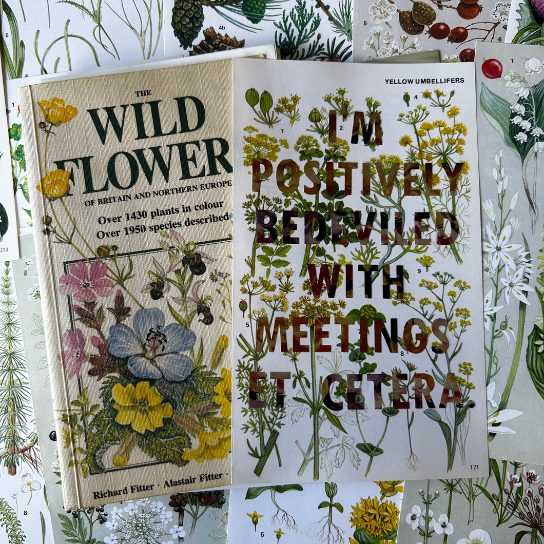 Positively Bedeviled (yellow umbellifers)