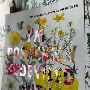 Positively Bedeviled (rock-roses)