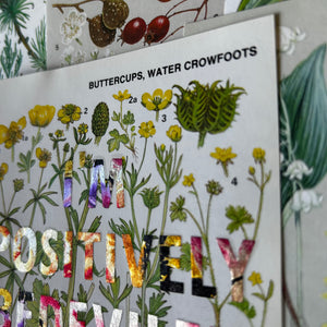 Positively Bedeviled (buttercups)