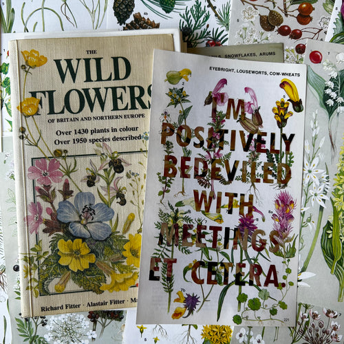 Positively Bedeviled (eyebright)