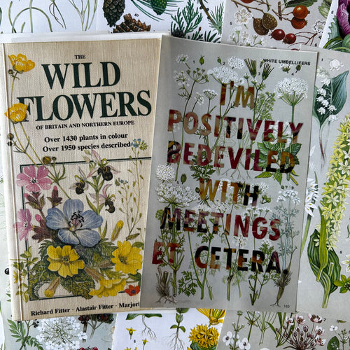 Positively Bedeviled (white umbellifers)