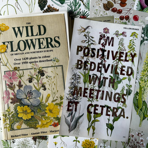 Positively Bedeviled (helleborines)