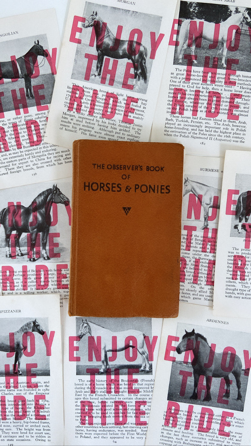Enjoy The Ride | Horses & Ponies